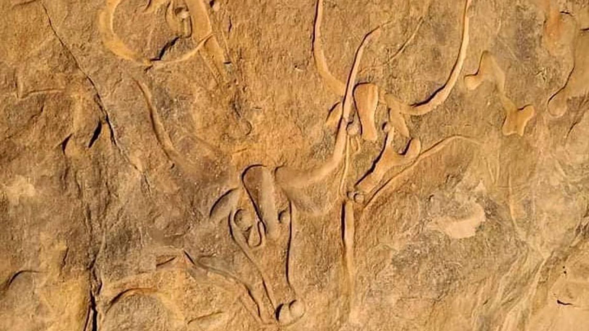 photo_2025-02-26_21-52-10